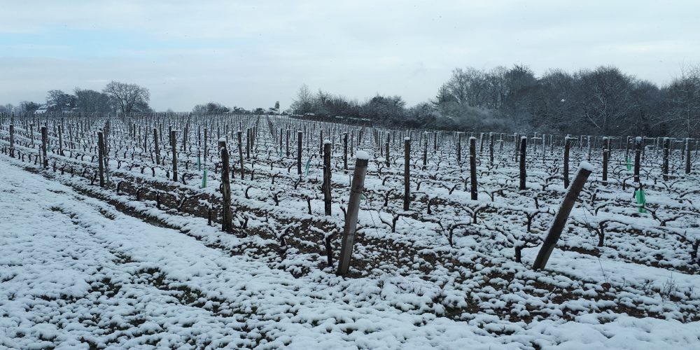 vignes touchées par le gel