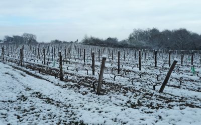 vignes touchées par le gel