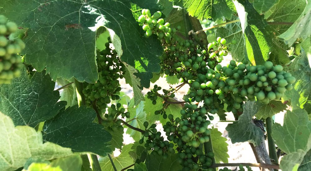 Grappes de Chenin blanc