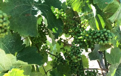 Grappes de Chenin blanc
