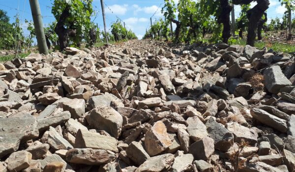 VIGNES 2